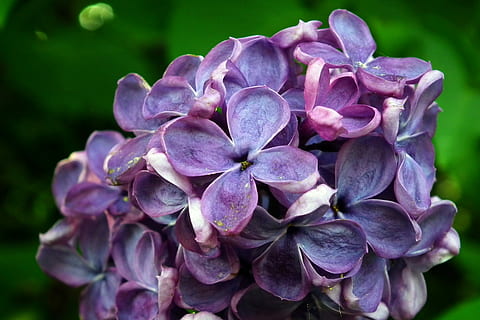 flower, without, may, spring, nature, plant, garden, floral, flowering plant, petal, vulnerability, fragility, beauty in nature, inflorescence, close-up, freshness, flower head, growth, purple, focus on foreground, day, no people, hydrangea, outdoors, selective focus, lilac, bunch of flowers, 2K, CC0, public domain, royalty free