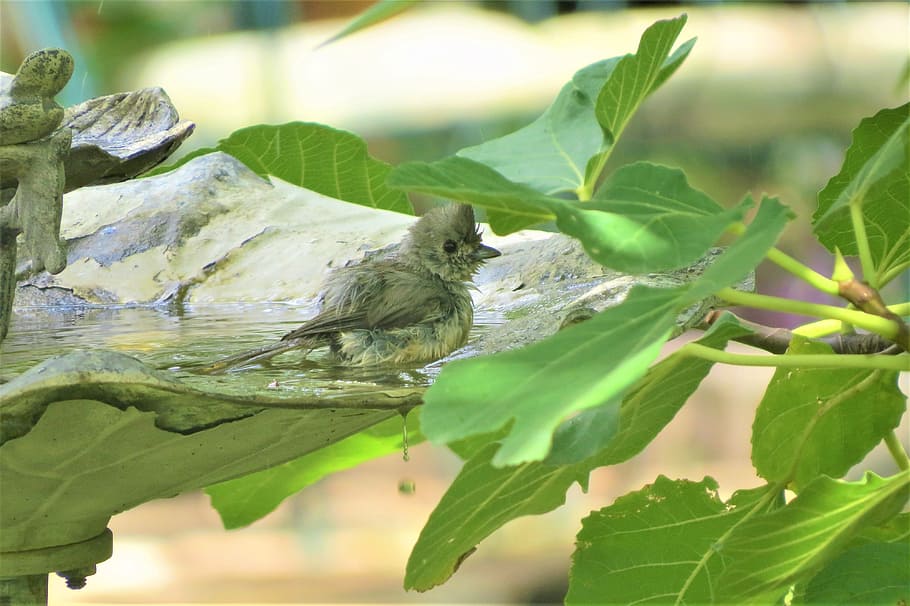 ocell, banyar-se, birdbath, bonic, vida salvatge, full, un animal, animal, part de la planta, fauna animal, temes d'animals, animals a la natura, vertebrats, color verd, planta, naturalesa, posat, centrar-se en primer pla, pardal, primer pla, dia, cap gent, a l'aire lliure, aigua, 4K