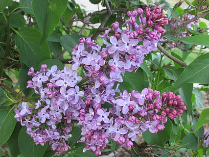 flowers, lilac, purple, flower, flowering plant, plant, fragility, vulnerability, growth, freshness, beauty in nature, plant part, petal, leaf, close-up, blossom, nature, pink color, inflorescence, botany, day, no people, flower head, springtime, outdoors, bunch of flowers, spring, 4K, CC0, public domain, royalty free