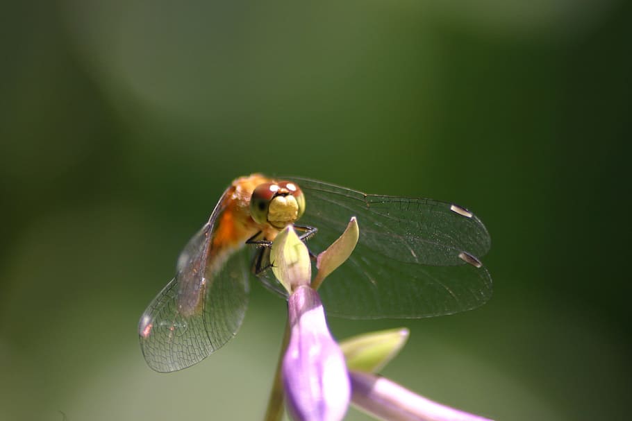 dragon fly, hosta, sole estivo, natura, estate, sole, biologico, fattoria viola, arancia, insetto, damselfly, macro, avvicinamento, un animale, animali allo stato selvatico, temi animali, fiore, animale, fauna selvatica, invertebrato, pianta, pianta fiorita, bellezza nella natura, vulnerabilità, fragilità, petalo, crescita, parte vegetale, foglia, nessuno, testa di fiore, all'aperto, impollinazione, viola, 2K