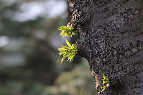 arbre, germinació, primavera, natural, planta, tronc de l'arbre, tronc, centrar-se en primer pla, primer pla, creixement, naturalesa, textura, dia, bellesa a la natura, cap gent, escorça, a l'aire lliure, escorça de la planta, enfocament selectiu, flor, aspre, vulnerabilitat, fragilitat, liquen, condició natural, 2K, CC0, domini públic, lliure de regalies