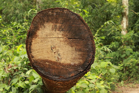 pohon, batang pohon, logging, kayu, log, hutan, industri, alam, lingkungan Hidup, memotong, kayu bakar, hijau, produk, menanam, bahan kayu, merapatkan, hari, penggundulan hutan, tidak ada orang, fokus pada latar depan, bentuk, tunggul pohon, kulit, coklat, cincin pohon, di luar rumah, bertekstur, bagasi, 5K, CC0, domain publik, bebas royalti