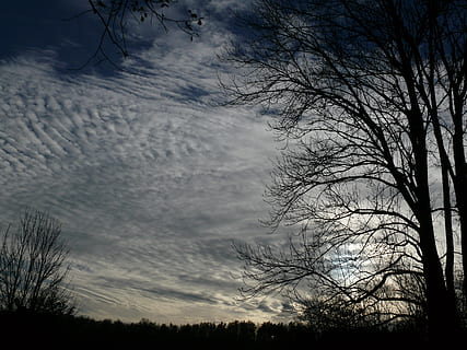 nebe, mraky, cloudformace, zadní světlo, strom, holý strom, rostlina, mrak - nebe, větev, krása v přírodě, silueta, klid, scenics - příroda, nikdo, Příroda, klidné scény, venku, nízký úhel pohledu, přistát, soumrak, růst, den, 2K, CC0, veřejná doména, bez autorských práv