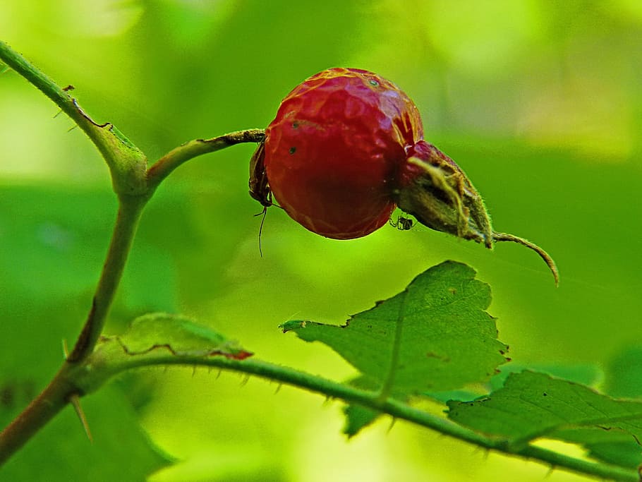 rosa rossa, rosa canina, insetto, ragno, insetti, rosso, natura, giardino, macro, frutta, pianta, colore verde, foglia, avvicinamento, cibo e bevande, cibo, mangiare sano, parte vegetale, crescita, albero, nessuno, concentrarsi sulle conoscenze acquisite, giorno, ramo, un animale, bellezza nella natura, messa a fuoco selettiva, all'aperto, maturo, 720P