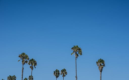 palmeras, cielo, arboles, árbol, naturaleza, azul, planta, cielo limpio, palmera, copia espacio, clima tropical, nadie, crecimiento, belleza en la naturaleza, vista de ángulo bajo, día, al aire libre, altura maxima, tranquilidad, soleado, paisajes - naturaleza, luz del sol, palmera de coco, arbol tropical, hoja de palma, 5K, CC0, dominio público, libre de derechos