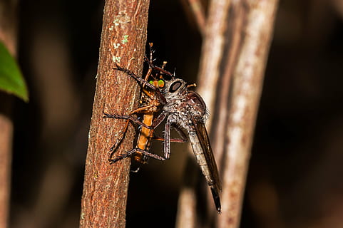 gândac, insectă, devorant, animal, insecte, gandaci, libelulă, macro, a închide, animale tematice, animale sălbatice, animale în sălbăticie, nevertebrat, un animal, nici o persoana, arahnide, natură, în aer liber, zi, plantă, copac, artropod, partea corpului animalului, păianjen, selectiv, 4K, CC0, domeniu public, fără drepturi de autor