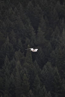 gavina, mid, aire, blanc, ocell, volant, arbres, durant el dia, volar, moviment, a l'aire, arbre, temes d'animals, un animal, animals a la natura, planta, fauna animal, animal, cap gent, dia, naturalesa, muntanya, manera de transport, vertebrats, bellesa a la natura, a l'aire lliure, transport, bosc, 4K, CC0, domini públic, lliure de regalies