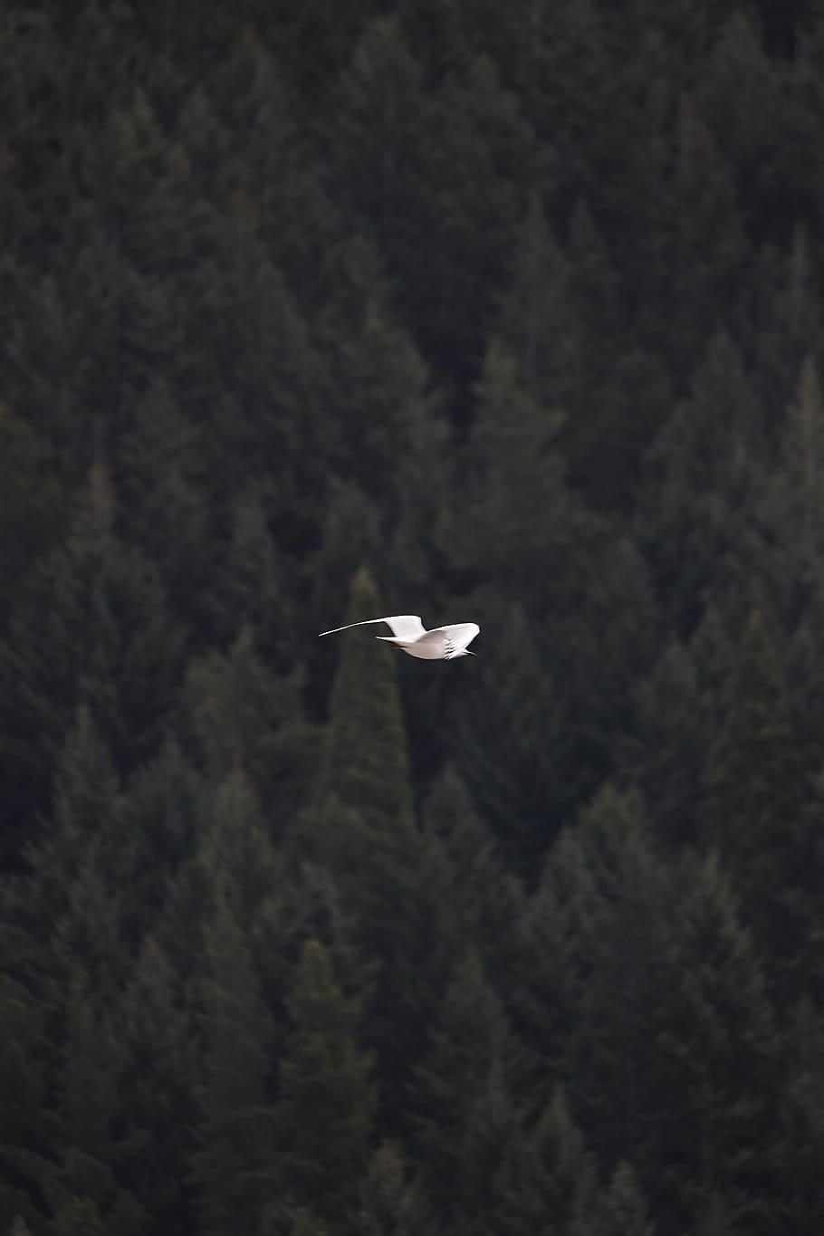 gavina, mid, aire, blanc, ocell, volant, arbres, durant el dia, volar, moviment, a l'aire, arbre, temes d'animals, un animal, animals a la natura, planta, fauna animal, animal, cap gent, dia, naturalesa, muntanya, manera de transport, vertebrats, bellesa a la natura, a l'aire lliure, transport, bosc, 4K