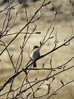 mosquetó, branques, arbre, brots, primavera, ocell, un ocellet, temes d'animals, un animal, fauna animal, animal, animals a la natura, vertebrats, posat, branca, cap gent, centrar-se en primer pla, dia, planta, naturalesa, arbre nu, a l'aire lliure, longitud completa, primer pla, zoologia, 2K, CC0, domini públic, lliure de regalies