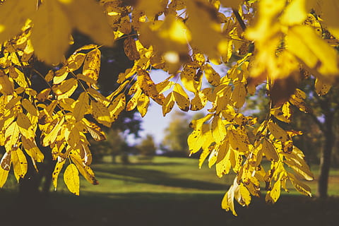 selectief, focus, geel, bladeren, gele bladboom, boom, herfst, vallen, yeaf, park, Bos, bos-, veld-, gras, groen, zonsopkomst, ochtend-, blad, fabriek, deel van de plant, schoonheid in de natuur, natuur, groei, verandering, geen mensen, zonlicht, detailopname, dag, buitenshuis, kalmte, tak, focus op de voorgrond, landschap, land-, herfstcollectie, esdoorn blad, 5K, CC0, publiek domein, royaltyvrij