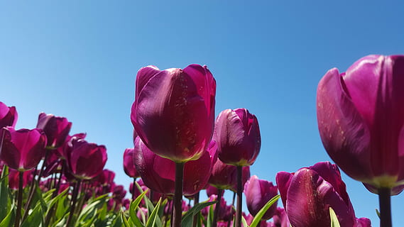 tulp, bloembollen, Purper, bloem, bloeiende plant, fabriek, versheid, schoonheid in de natuur, groei, natuur, detailopname, kwetsbaarheid, breekbaarheid, hemel, bloemblad, rood, roze kleur, geen mensen, blauw, bloemhoofd, lente, bloeiwijze, buitenshuis, kastanjebruin, 5K, CC0, publiek domein, royaltyvrij