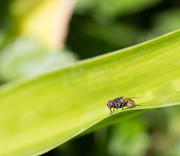 mosca stabile, macrofotografia, volare, foglia, verde, insetto, invertebrato, temi animali, fauna selvatica, animale, animali allo stato selvatico, un animale, parte vegetale, colore verde, pianta, avvicinamento, natura, bellezza nella natura, messa a fuoco selettiva, nessuno, concentrarsi sulle conoscenze acquisite, giorno, ala animale, all'aperto, piccolo, 1080P, CC0, dominio pubblico, privo di copyright