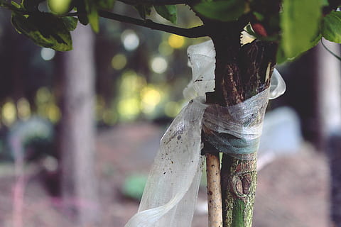 arbre, bucle, dol, bucle de dol, funeral, fulles, tancar, decoració, planta, naturalesa, centrar-se en primer pla, primer pla, dia, cap gent, a l'aire lliure, tronc de l'arbre, creixement, metall, part de la planta, material de fusta, tronc, terra, full, bosc, lligat, enfocament selectiu, agut, post de fusta, bambú - planta, 4K, CC0, domini públic, lliure de regalies