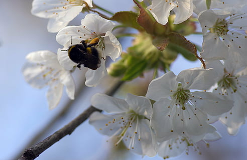 Bourdon, kirsebær, forår, fouragering, blomst, hvid, natur, have, blomstrende plante, plante, skrøbelighed, vækst, sårbarhed, skønhed i naturen, kronblad, et dyr, hvirvelløse, friskhed, bi, dyreliv, dyr i naturen, insekt, blomsterhoved, dyre temaer, dyr, tæt på, blomstre, bestøvning, pollen, ingen mennesker, humlebi, kirsebær blomst, udendørs, 4K, CC0, offentligt domæne, royaltyfrie
