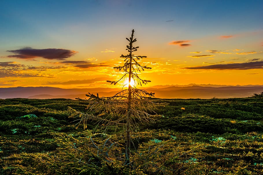 antenne, udsigt, fyrretræ, solnedgang, træ, natur, sol, horisont, himmel, ray, rød, mørk, lys, silhuet, skyer, sort, orange, baggrund, gul, dramatisk, naturlig, drøm, solopgang, glød, farvet, landskab, smuk, farve, scenics, ingen mennesker, udendørs, sky - himmel, plante, skønhed i naturen, scenics - natur, ro, rolig scene, orange farve, vækst, miljø, idyllisk, jord, Mark, ikke-urbane scene, dramatisk himmel, romantisk himmel, 5K