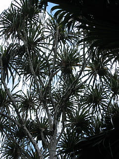 albero, modello, pianta, tropicale, esotico, luce posteriore, cielo, chiaro scuro, contrasto, sfondo, struttura, palmo della mano, le foglie, foglie grandi, foresta, giungla, natura, crescita, Inquadratura dal basso, nessuno, giorno, foglia, bellezza nella natura, clima tropicale, avvicinamento, Palma, parte vegetale, la tranquillità, colore verde, all'aperto, ramo, luce del sole, sfondi, foglia di palma, spinoso, albero di conifere, 1080P, CC0, dominio pubblico, privo di copyright