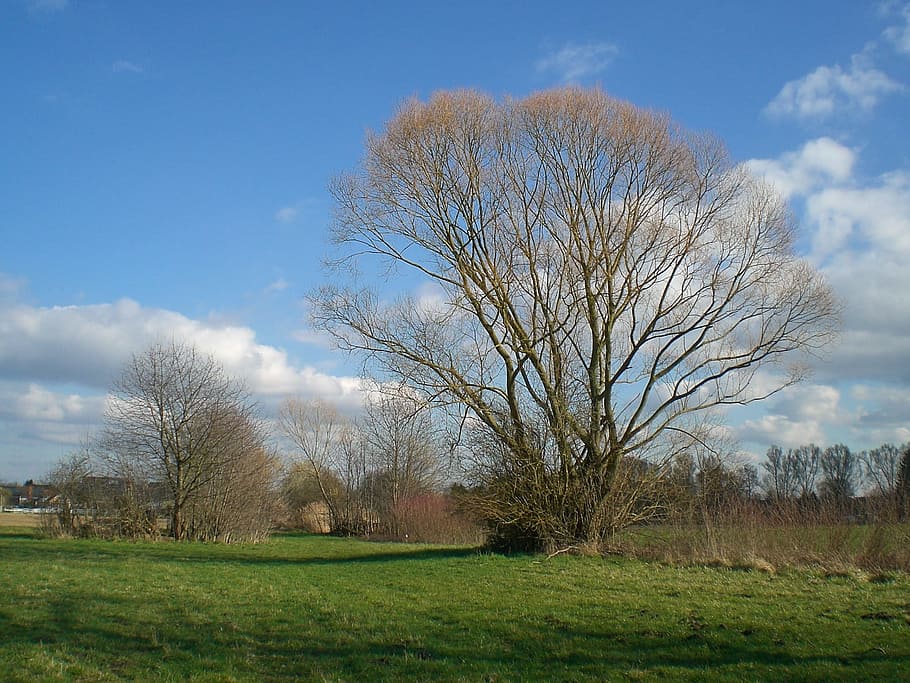 Baum, Wiese, Frühling, Natur, Stille erwacht, atmosphärisch, Landschaft, Himmel, Landschaften, Gras, draußen, ländliche Szene, Blau, szenen, kahler Baum, Feld, Tag, Pflanze, ruhige Szene, Ruhe, Szenen - Natur, Land, Umgebung, wolke - himmel, Schönheit in der Natur, Nicht-städtische Szene, grüne Farbe, keine Leute, Wachstum, 1080P