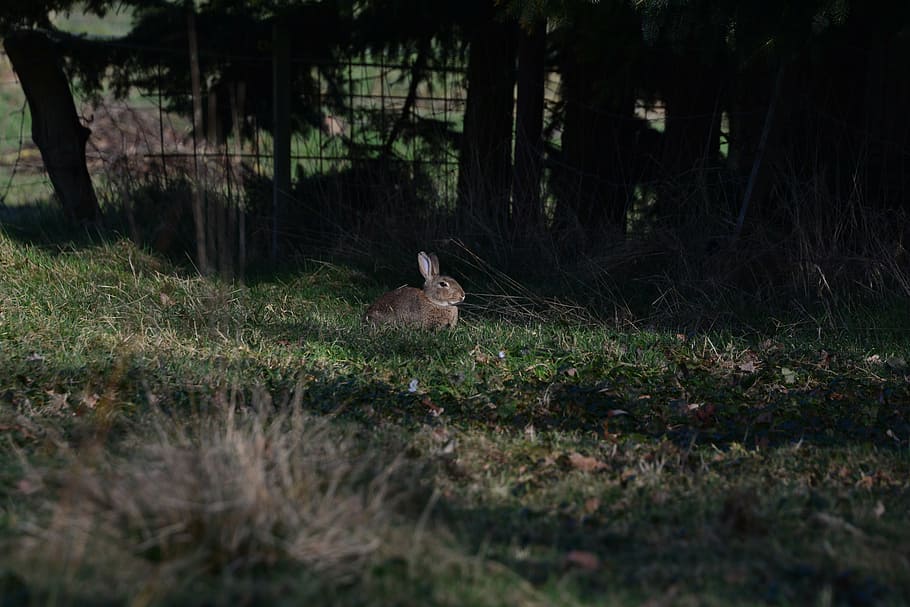 llebre, primavera, animal, bonic, naturalesa, flora, Pasqua, paisatge, llum, temes d'animals, herba, un animal, planta, mamífer, terra, fauna animal, vertebrats, animals a la natura, arbre, cap gent, camp, enfocament selectiu, dia, bosc, mascotes, assegut, a l'aire lliure, petit, 5K