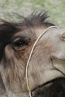 camello, tiro cercano, animal, cabeza, mamífero, naturaleza, salvaje, viaje, ojos, temas de animales, un animal, animales domesticos, vertebrado, mascotas, nacional, de cerca, nadie, fauna animal, pelo, cabeza de animal, parte del cuerpo del animal, caballo, mirando, centrarse en primer plano, Pelo animal, día, tierra, ojo de animal, peinado, vista de perfil, 2K, CC0, dominio público, libre de derechos