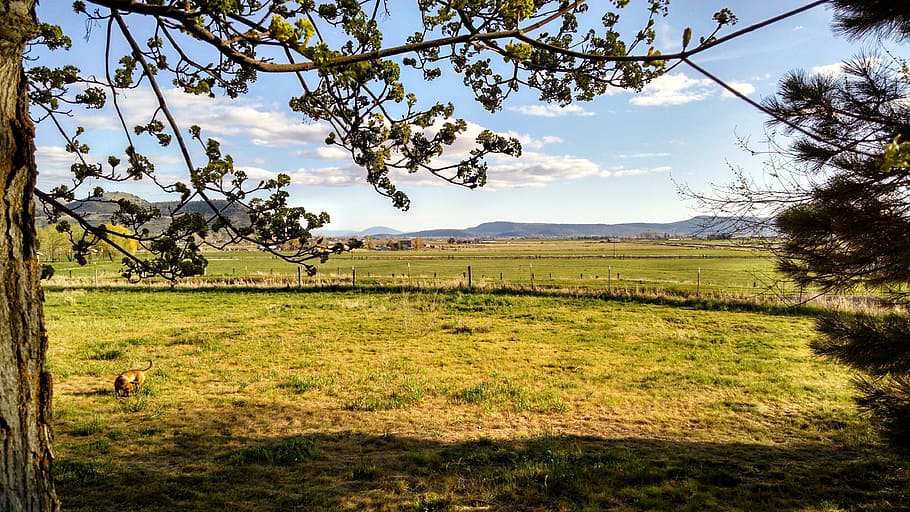 cortile, albero, prato, estate, cielo, all'aperto, paesaggio, colore, vista, esterno, indietro, soleggiato, rilassare, pianta, natura, erba, verde, ramo, scena, luce del sole, cane, blu, cucciolo, animale domestico, nube, sole, campo, sospeso, ambiente, terra, scenics - natura, mammifero, animale, bellezza nella natura, temi animali, nessuno, fauna selvatica, agricoltura, scena rurale, colore verde, la tranquillità, 4K