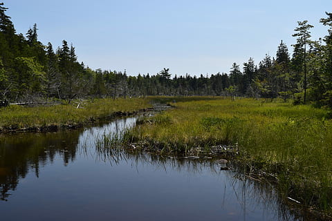 Swamp, Pine, Scene, reflection, water, tree, lake, forest, nature, plant, beauty in nature, tranquility, tranquil scene, scenics - nature, sky, growth, non-urban scene, no people, green color, land, day, grass, outdoors, 5K, CC0, public domain, royalty free