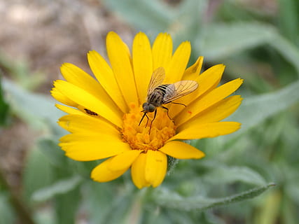 hoverfly, sirifus, libar, margarida, flor, vespa falsa, insecte, planta amb flors, invertebrat, animal, temes d'animals, pètal, groc, planta, un animal, fauna animal, animals a la natura, frescor, bellesa a la natura, fragilitat, cap de flor, vulnerabilitat, creixement, inflorescència, primer pla, pol·len, cap gent, polinització, a l'aire lliure, 2K, CC0, domini públic, lliure de regalies