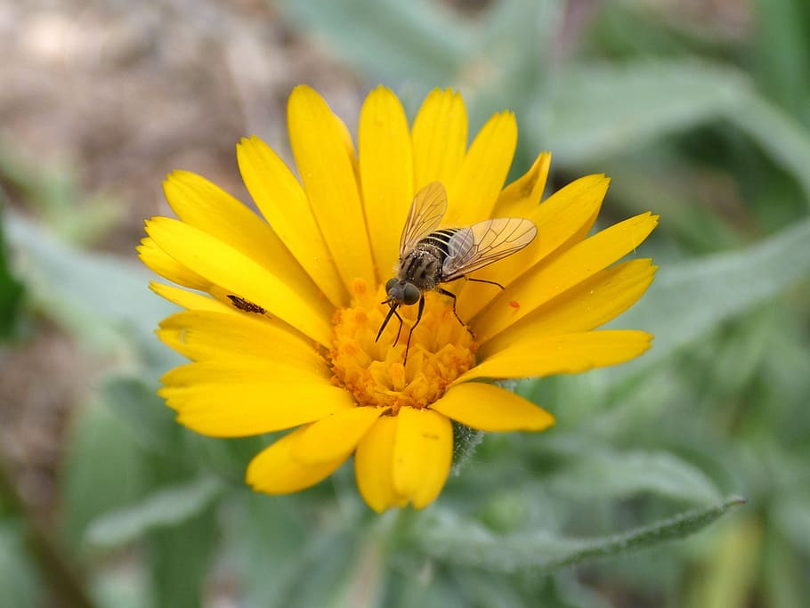 hoverfly, sirifus, libar, margarida, flor, vespa falsa, insecte, planta amb flors, invertebrat, animal, temes d'animals, pètal, groc, planta, un animal, fauna animal, animals a la natura, frescor, bellesa a la natura, fragilitat, cap de flor, vulnerabilitat, creixement, inflorescència, primer pla, pol·len, cap gent, polinització, a l'aire lliure, 2K