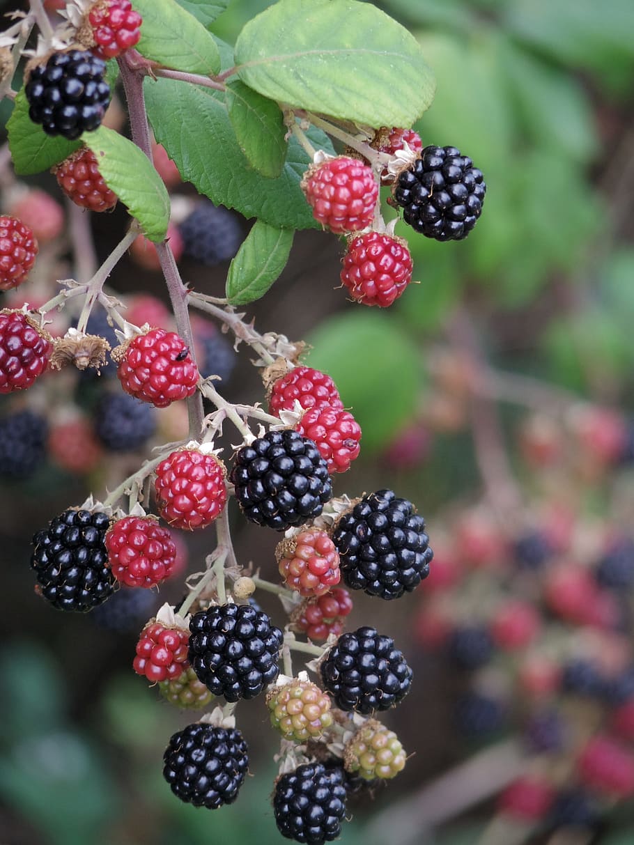 Mora, frambuesa, Fruta, baya, verano, dulce, creciente, agricultura, cosecha, delicioso, alimentación saludable, comida y bebida, comida, fruta de baya, frescura, bienestar, mora - fruta, rojo, de cerca, día, nadie, crecimiento, naturaleza, centrarse en primer plano, maduro, planta, parte de la planta, al aire libre, 4K