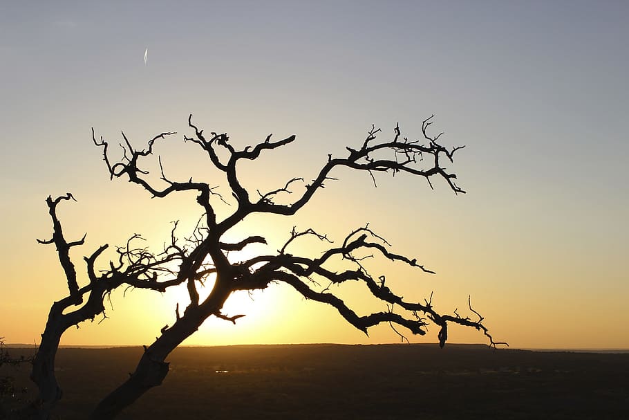 solnedgang, horisont, træ, sol, himmel, grene, mystisk, natur, træer, uden blade, sæsoner, silhuet, landskab, skumring, udendørs, død plante, afdeling, scenics, plante, ingen mennesker, landlige scene, ro, bare træ, scenics - natur, rolig scene, skønhed i naturen, miljø, vand, ikke-urbane scene, jord, 5K