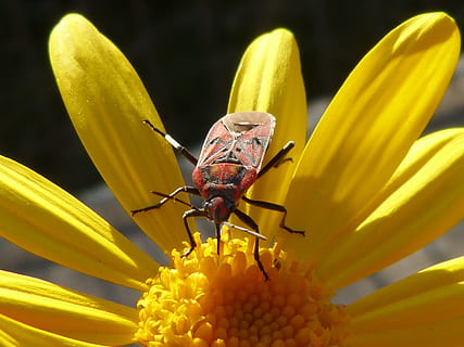 error, insecte, vermell, libar, margarida, flor groga, temes d'animals, flor, planta amb flors, animal, fauna animal, fragilitat, planta, bellesa a la natura, primer pla, invertebrat, vulnerabilitat, un animal, pètal, frescor, groc, animals a la natura, naturalesa, cap gent, cap de flor, a l'aire lliure, pol·len, ala dels animals, polinització, 4K, CC0, domini públic, lliure de regalies