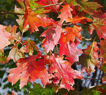 fall foliage, maple, leaves, red, fall color, needle leaf maple, coloring, fall leaves, bright red, foliage, colorful, autumn, maple leaves, red leaves, plant part, leaf, change, orange color, close-up, maple leaf, beauty in nature, no people, plant, growth, day, nature, tree, focus on foreground, vulnerability, outdoors, branch, fragility, maple tree, natural condition, fall, 4K, CC0, public domain, royalty free