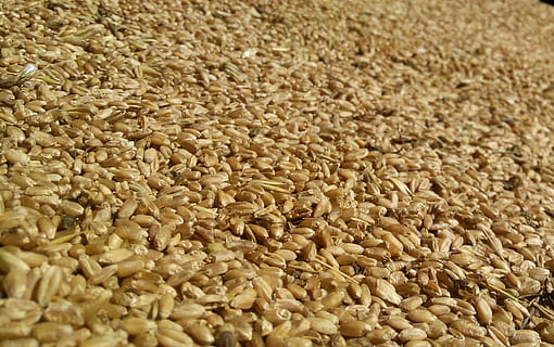 mill, gra, fons, blat, collita, primer pla, llavors, agricultura, menjar i beguda, menjar, frescor, marc complet, benestar, cap gent, planta de cereals, gran grup d'objectes, abundància, alimentació saludable, cultiu, aliments crus, a l'interior, planta, naturalesa, llavor, enfocament selectiu, menjar vegetarià, cultiu d’avena, 1080P, CC0, domini públic, lliure de regalies