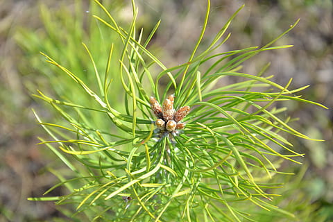 arbre, pi, brots de pi, brots, florint, naturalesa, arbre de coníferes, agulles, verd, flora, botànica, fons d'escriptori, planta, primer pla, creixement, bellesa a la natura, color verd, cap gent, dia, centrar-se en primer pla, flor, pinàcies, a l'aire lliure, terra, part de la planta, full, fauna animal, planta amb flors, 4K, CC0, domini públic, lliure de regalies