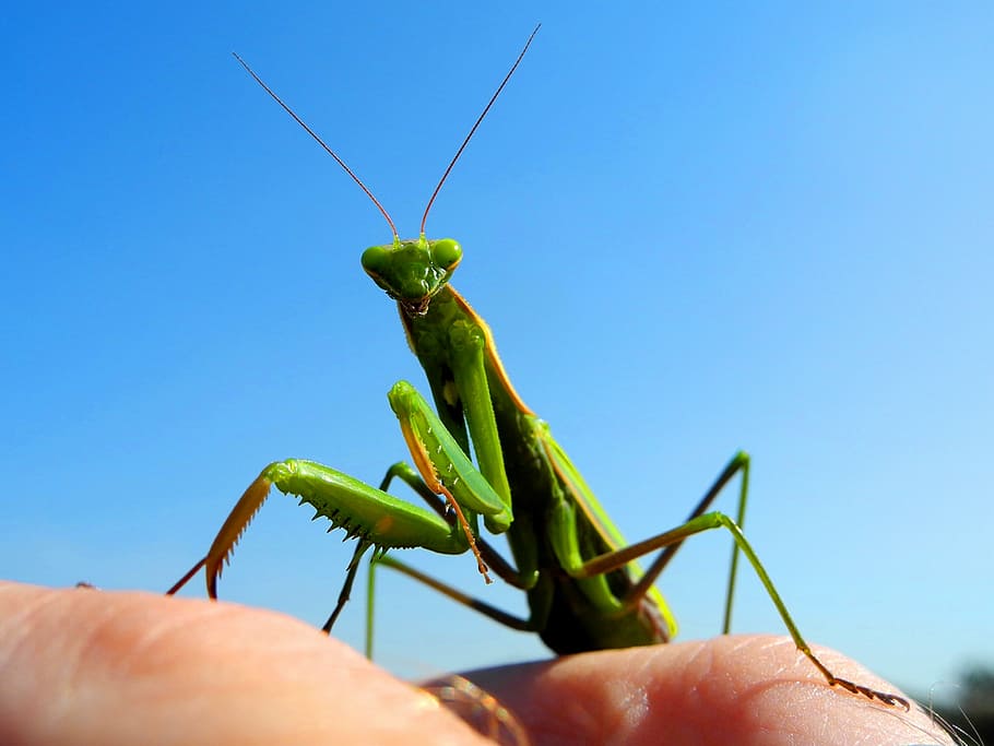 mantis, resant, insecte, verd, Mantis religiosa, animal, naturalesa, vida salvatge, primer pla, part del cos humà, mà, mà humana, un animal, part del cos, fauna animal, una persona, color verd, dit, dit humà, invertebrat, dia, celebració, animals a la natura, a l'aire lliure, extremitat humana, 2K