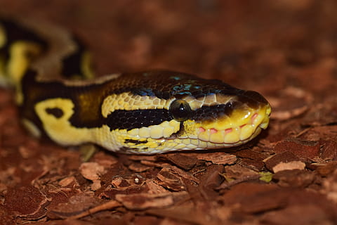 Snake, Constrictor, Reptile, Python, scale, ball python, head, snakehead, exotic, animal, animal wildlife, one animal, animals in the wild, animal themes, close-up, vertebrate, animal body part, animal head, no people, poisonous, land, nature, warning sign, sign, environment, communication, animal scale, animal eye, outdoors, rainforest, animal tongue, 5K, CC0, public domain, royalty free