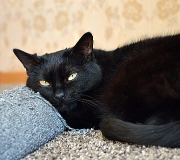 gatto nero, graffi, messaggi, tiragraffi, gatto in cerca, gatto, sogni di gatto, il gatto è, animale domestico, nero, interessato, peloso, pelliccia, animale, muso di gatto, gatto pigro, gatto che riposa, visualizzazioni, gatto che dorme, vicino, riflessivo, giovane gatto, gatto di casa, bellissimo gatto, vista, gatto addormentato, persona gatto, casa, avvicinamento, carina, animali, occhi di gatto, animali domestici, gatto domestico, felino, mammifero, sdraiarsi, gattino, un animale, temi animali, domestico, rilassamento, vertebrato, colore nero, nessuno, riposo, baffo, guardando la fotocamera, concentrarsi sulle conoscenze acquisite, testa di animale, 4K, CC0, dominio pubblico, privo di copyright