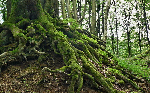 moss-covered, tree trunk, surrounded, trees, daytime, moss, covered, root, tree root, tree, nature, log, bark, old, wood, mis shapen, forest, overgrown, green, wilderness, old tree, plant, green color, outdoors, no people, land, beauty in nature, growth, tranquility, trunk, day, scenics - nature, woodland, tranquil scene, environment, non-urban scene, rainforest, 2K, CC0, public domain, royalty free
