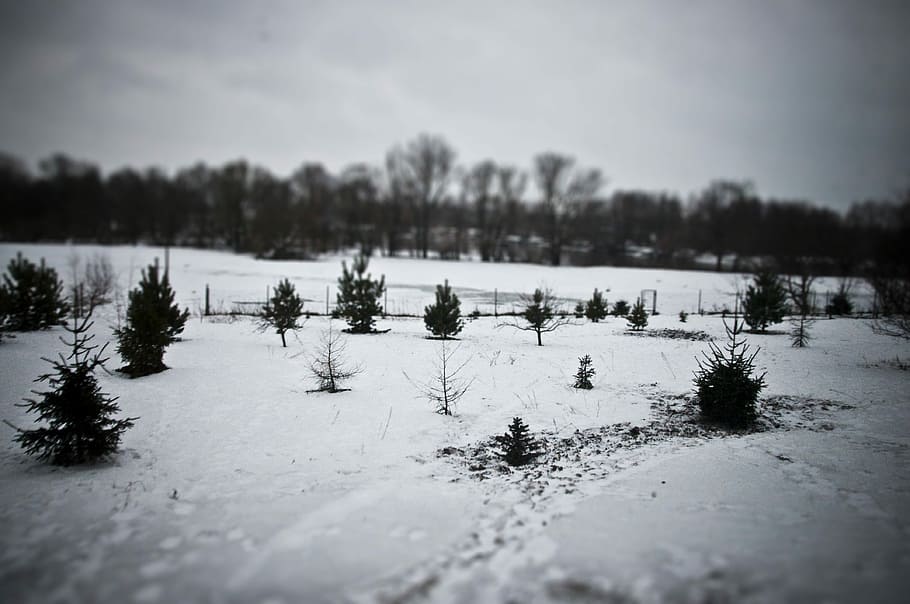 la neve, inverno, tilt shift, freddo, paesaggio, natura selvaggia, scenario, naturale, selvaggio, all'aperto, ambiente, vista, panoramico, terra, natura, albero, temperatura fredda, nessuno, pianta, bellezza nella natura, cielo, scenics - natura, la tranquillità, scena tranquilla, giorno, scena non urbana, congelato, Colore bianco, albero di conifere, Pino, 4K