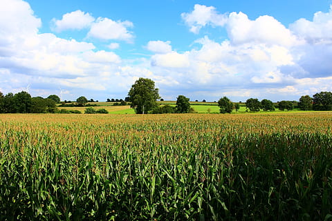 kornmark, landskab, Mark, majs, sommer, landbrug, majsplanter, dyrkbar, natur, skyer, grøn, himmel, afgrøder, landdistrikterne, sommerhimmel, monokultur, majs felter, baggrund, plante, dyrkning, sky - himmel, jord, skønhed i naturen, vækst, landlige scene, rolig scene, miljø, scenics - natur, ro, afgrøde, træ, gård, grøn farve, dag, ingen mennesker, udendørs, 2K, CC0, offentligt domæne, royaltyfrie