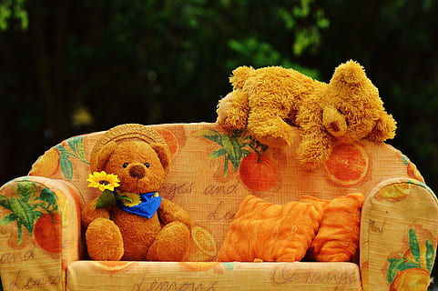 dos, marró, suportar, felpa, joguines, sofà, ós marró, joguines de peluix, óssos, dolç, bonic, peluix, divertit, acollidor, relaxar, nens, jugar, menjar, cap gent, flor, primer pla, alimentació saludable, a l'aire lliure, representació, planta amb flors, representació animal, color taronja, joguina de peluix, joguina, creativitat, planta, animal, gran grup d'objectes, dia, frescor, celebració, osset de peluix, taula, art i artesania, temes d'animals, 5K, CC0, domini públic, lliure de regalies