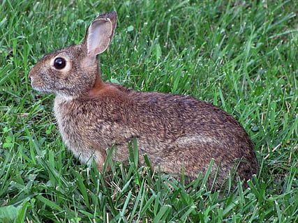 Gras, Frühling, Hase, Tiere, Fauna, Tierthemen, ein Tier, Tier, Pflanze, Tierwelt, Tiere in freier Wildbahn, Feld, Säugetier, Wirbeltier, Land, grüne Farbe, Natur, Kaninchen - Tier, Tag, keine Leute, Seitenansicht, Nahansicht, Wachstum, draußen, pflanzenfressend, 1080P, CC0, gemeinfrei, lizenzfrei