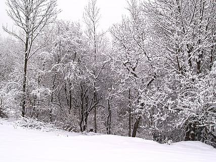 vinterlige, vinter, sne, Winer, Skov, Periwinkle, juletræ, landskab, træer, træ, natur, koldtemperatur, sæson, frost, is, hvid, udendørs, vejr, Frosset, kold temperatur, plante, skønhed i naturen, jord, afdeling, rolig scene, ro, scenics - natur, bare træ, dækker, hvid farve, miljø, ingen mennesker, ekstremt vejr, sner, 2K, CC0, offentligt domæne, royaltyfrie