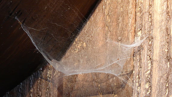 teranyina, xarxa, aranya, naturalesa, fusta, primer pla, material de fusta, cap gent, arbre, a l'aire lliure, temes d'animals, animal, dia, marc complet, textura, fons, un animal, fauna animal, marró, part del cos dels animals, bosc, tronc de l'arbre, planta, 4K, CC0, domini públic, lliure de regalies