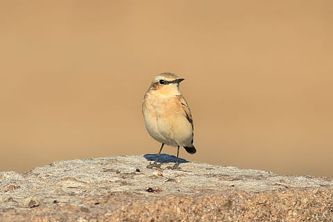 lintu, harmaa, Wheatear, harmaa vehnä, söpö, Scott, luonto, isabella vehnäntuotteeseen, isabella, Isabellina, natura, pieni lintu, eläinten villieläimet, yksi eläin, eläimiä, eläinten teemoja, ei ihmisiä, eläin, selkärankainen, perching, vankka, kopiointitila, rock - esine, täyspitkä, rock, päivä, laululintu, värillinen tausta, pysyvä, muotokuva, ulkona, pinnan tasolle, 2K, CC0, public domain, rojaltivapaa
