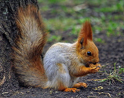 maro veveriță, veveriţă, nuc, nibbles, roscata, amuzant, animal, parc, creatură, toamnă, un animal, animale tematice, rozător, animale în sălbăticie, mamifer, animale sălbatice, animale vertebrate, nici o persoana, teren, a închide, natură, să se concentreze asupra primelor elemente, maro, zi, coadă, mâncare, camp, alimente, erbivor, 2K, CC0, domeniu public, fără drepturi de autor