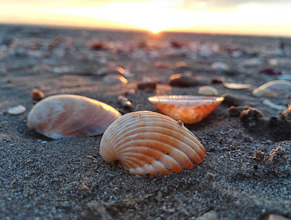 shell, mar, petxines, sorra, estiu, vacances, platja, sorrenca, festa, tranquil·litat, Itàlia, embarcador, ostia, naturalesa, sassi, sol, terra, fauna animal, petxina de mar, primer pla, closca d’animals, cap gent, animal, enfocament selectiu, patró natural, bellesa a la natura, temes d'animals, dia, llum solar, animals a la natura, a l'aire lliure, marí, nivell superficial, 5K, CC0, domini públic, lliure de regalies