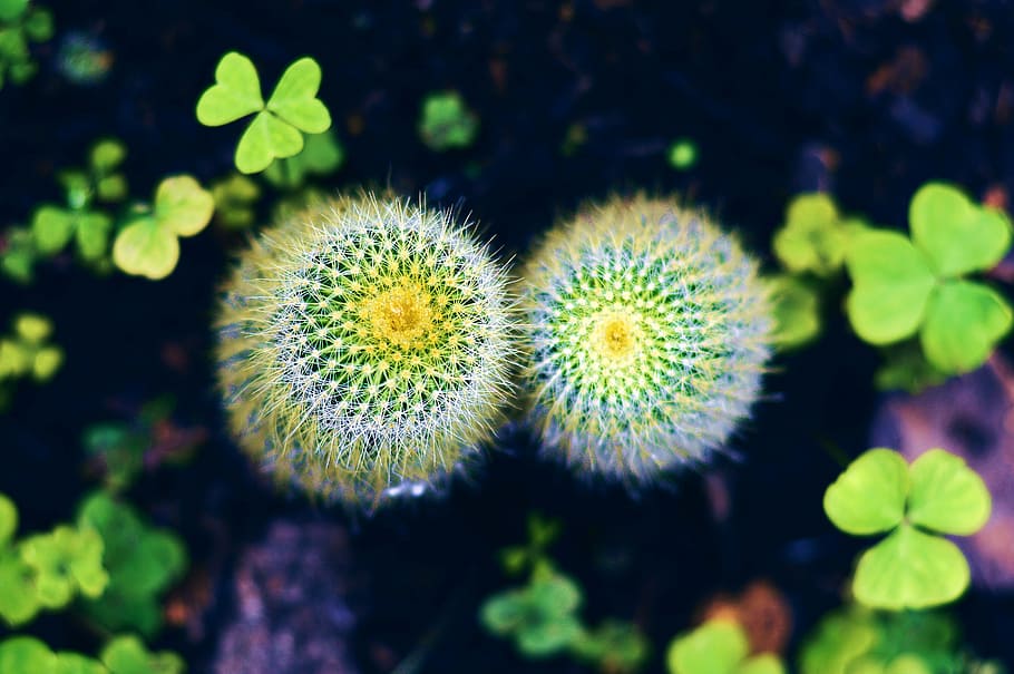 cactus, fulles, macro, plantes, planta, flor, creixement, naturalesa, espina, primer pla, color verd, cap gent, bellesa a la natura, frescor, centrar-se en primer pla, planta amb flors, dia, planta suculenta, fragilitat, a l'aire lliure, vulnerabilitat, terra, enfocament selectiu, cap de flor, 5K