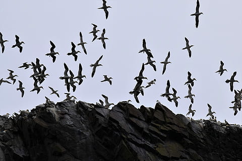 vol, alça, alcatraces, aus marines, colònia, ocell, endavant, firth, Berwick, UK, Escòcia, far, línia de costa, natural, cel, oceà, paisatge marí, blau, estiu, Costa, Riba, illa, animals a la natura, volant, gran grup d’animals, fauna animal, temes d'animals, vertebrats, grup d’animals, animal, vista d’angle baix, ramat d’ocells, cap gent, rock, naturalesa, rock - object, ales separades, a l'aire, dia, sòlid, directament a sota, 5K, CC0, domini públic, lliure de regalies