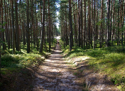 pineta, pista, sabbia, alberi, albero, foresta, pianta, terra, direzione, la strada davanti, crescita, la tranquillità, bellezza nella natura, natura, scena tranquilla, bosco, tronco d'albero, tronco, sentiero, giorno, nessuno, scena non urbana, luce del sole, prospettiva decrescente, all'aperto, bambù - pianta, treelined, 2K, CC0, dominio pubblico, privo di copyright