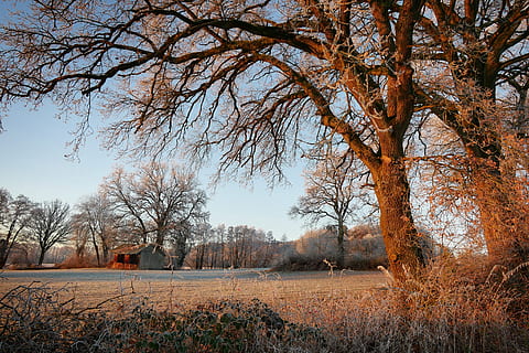 Brun, træ, vej, vinter, træer, solopgang, vinterlige, natur, snedækket, kold, humør, træstammer, plante, Mark, ro, jord, landskab, rolig scene, skønhed i naturen, himmel, ingen mennesker, miljø, scenics - natur, bare træ, ikke-urbane scene, dag, landlige scene, kold temperatur, vækst, udendørs, lave om, 4K, CC0, offentligt domæne, royaltyfrie